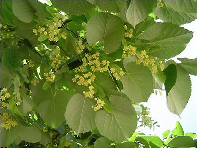 Молодые побеги и цветки липы крупнолистной