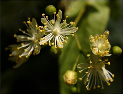Липа крупнолистная — превосходный медонос и пыльценос.